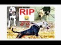 RIp l DAKU Pitbull  l So sad😭😭 l latest news l 2019