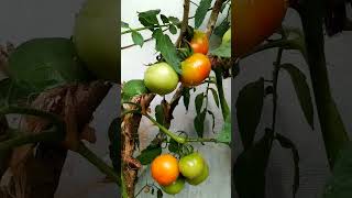 vegitable garden#vegetables #tomato #farming#green#gardening#godsowncountry#greenfarming#keralareel