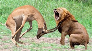 Antelope Powerful Of Horrible Horns Causing The Lions To Panic – Python, Crocodile, Snake, Buffalo