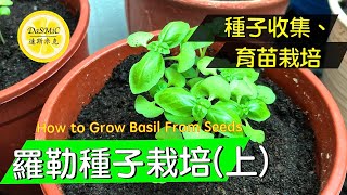 羅勒種子栽培(上) | How To Grow Basil From Seed | Gardening 