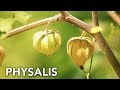 Physalis en el bosque de alimentos  permaculture in galicia
