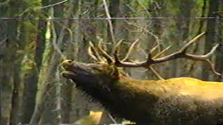 Animal Bloopers