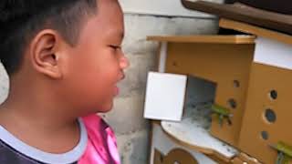 Latihan burung dara di hari sabtu