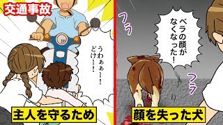 【交通事故】主人を守り顔を失った子犬…世界47カ国から支援が募った