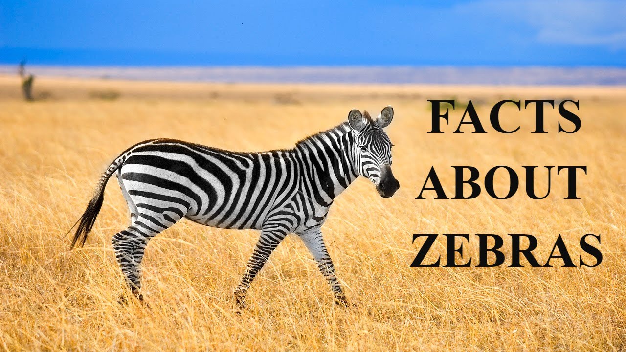 23 Thrilling Facts About Zebras(fascinating facts about zebra) YouTube