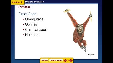 Video Lesson - Chapter 16 PowerPoint