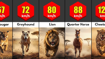 Speed Comparison: Fastest Land Animals in The World (2025 Edition)