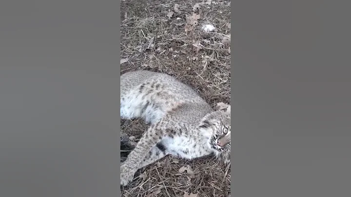 Bobcat smacks at the camera #wildanimals #bobcat