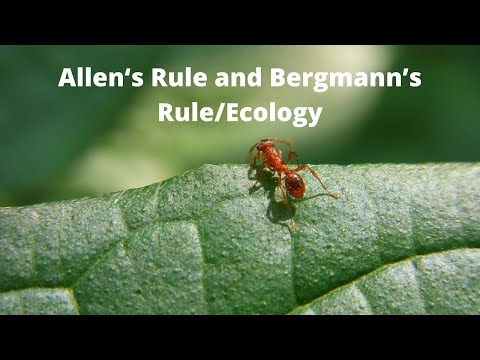 Allen‘s Rule and Bergmann’s Rule/Ecology