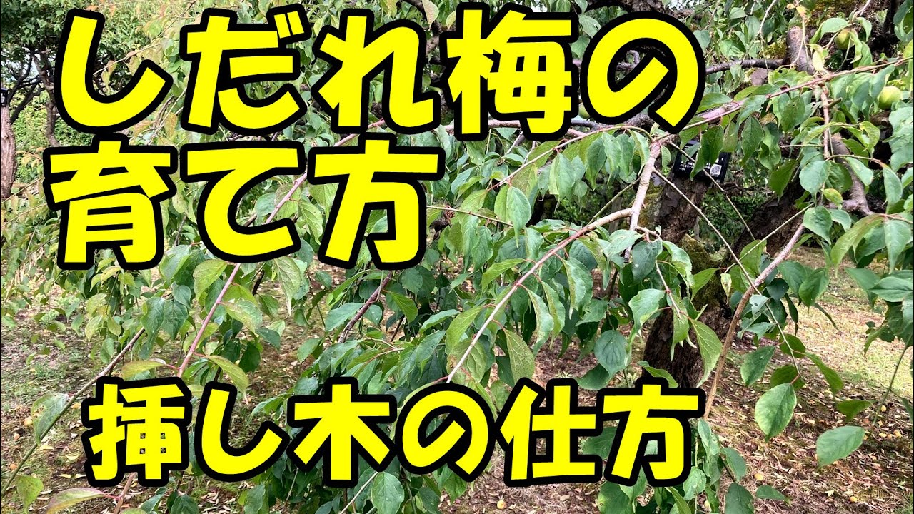 しだれ梅の育て方 挿し木 How To Grow A Weeping Plum Tree Youtube