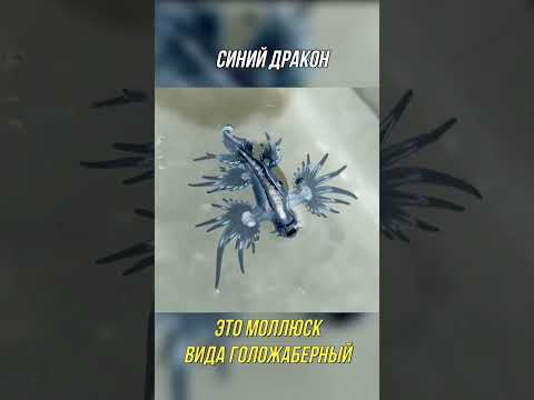 СИНИЙ ДРАКОН ТРЁХ ОКЕАНОВ #Shorts