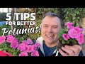 5 Tips For Better Petunias 5 Tips For Better Petunias