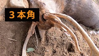 ニホンジカ鹿角３対＋３本 計９本 今季狩猟捕獲品 １本は自然落下角 mqdefault.jpg