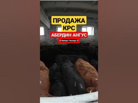 Телки и Нетели породы Абердин Ангус из России. Продажа Абердин Ангус в ...