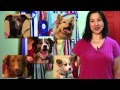 Certified Professional Dog Trainer - Dog Behavior Certified Professional Dog Trainer - Dog Behavior