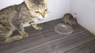 Cat Vs Mouse | Cat Caught Mouse Alive | Leo Brought a Mouse
