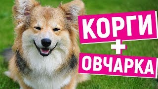 ПОРОДЫ СОБАК о которых ВЫ НЕ ЗНАЕТЕ(ЧАСТЬ 2)! ПОРОДЫ СОБАК о которых ВЫ НЕ ЗНАЕТЕ(ЧАСТЬ 2)!