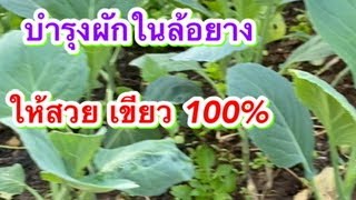 วิธีบำรุงผักในล้อยางให้สวย เขียว รสชาติดี หวานกรอบ เห็นผล 100% #wealthyrichchannel
