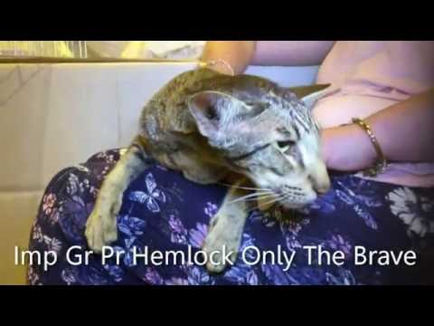 Video: Siamese Cat: Buying A Kitten And Preparing It For The Show