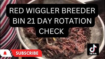 It’s time to check the 21 day Red Wiggler breeder Bin #wormcomposting #redwigglers #vermicompost