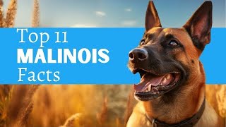 11 Belgian Malinois Facts You MUST Know Before You Own One #belgianmalinois