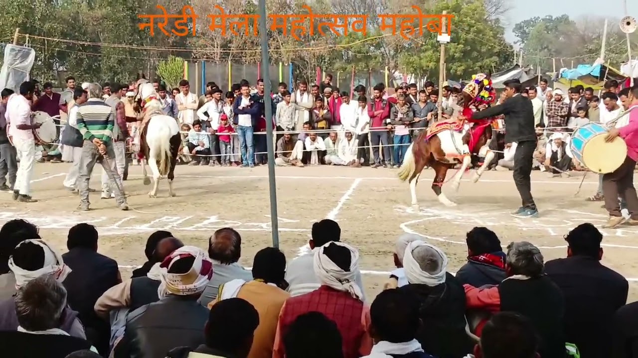 मेला महोत्सव नरेडी महोबा पहाड़ सिंह यादव कमलपुर आकाश यादव सूपा घोड़े का डांस कंपटीशन