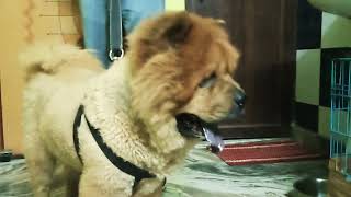 #Chow Chow dog stud service only Delhi NCR