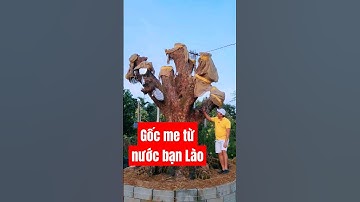Gốc me cổ thụ hàng trăm năm tuổi #batdongsanbuonmathuot #bonsai #bds