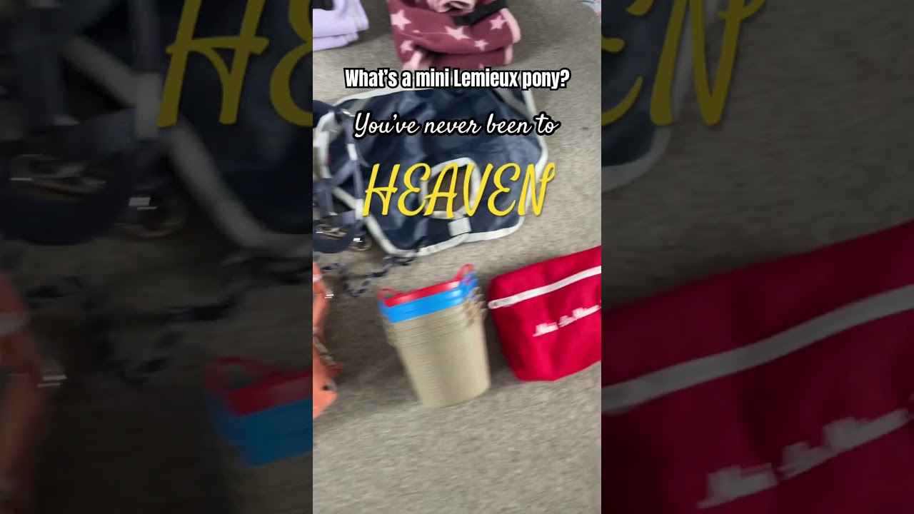 Mini Lemieux ponies are AMAZING!! 