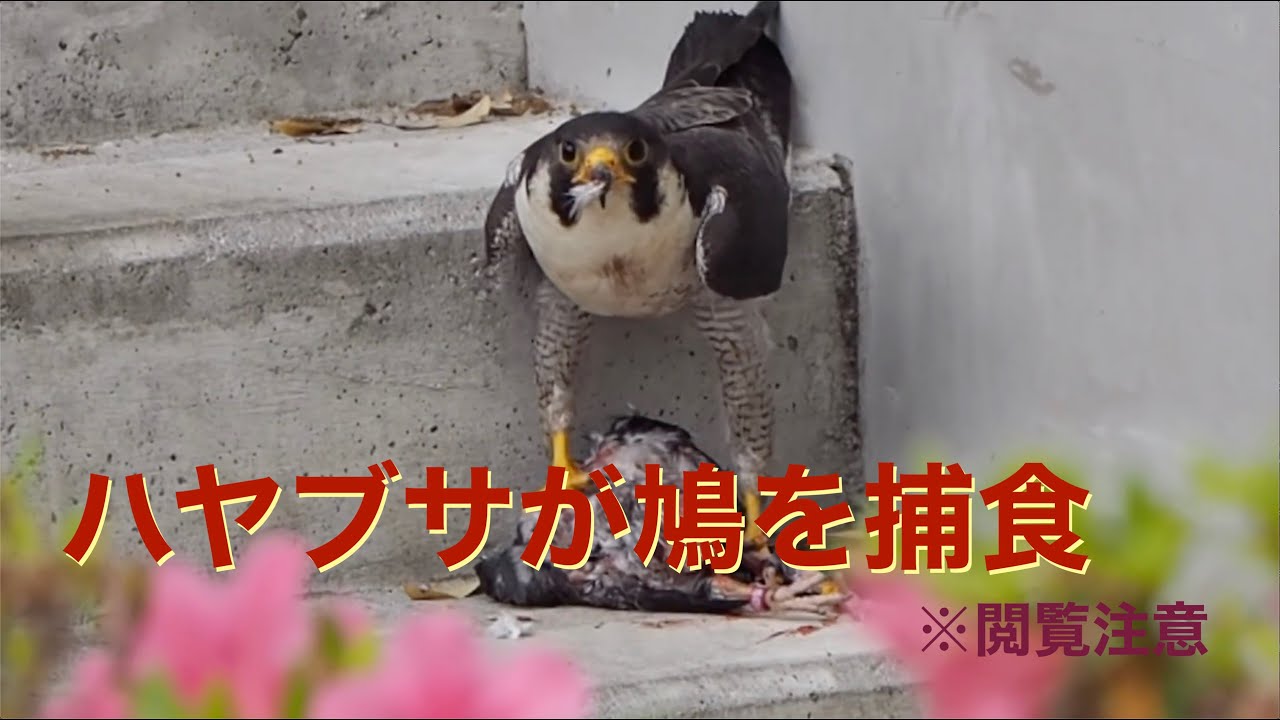 ハヤブサがハトを捕食 閲覧注意 なにわのシートン Youtube ハヤブサがハトを捕食 閲覧注意 なにわのシートン Youtube