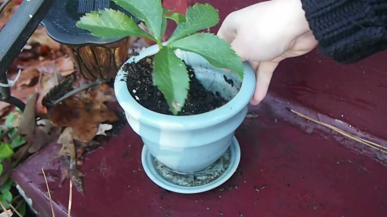 How To Kill Crazy Ants | 1-877-822-8989