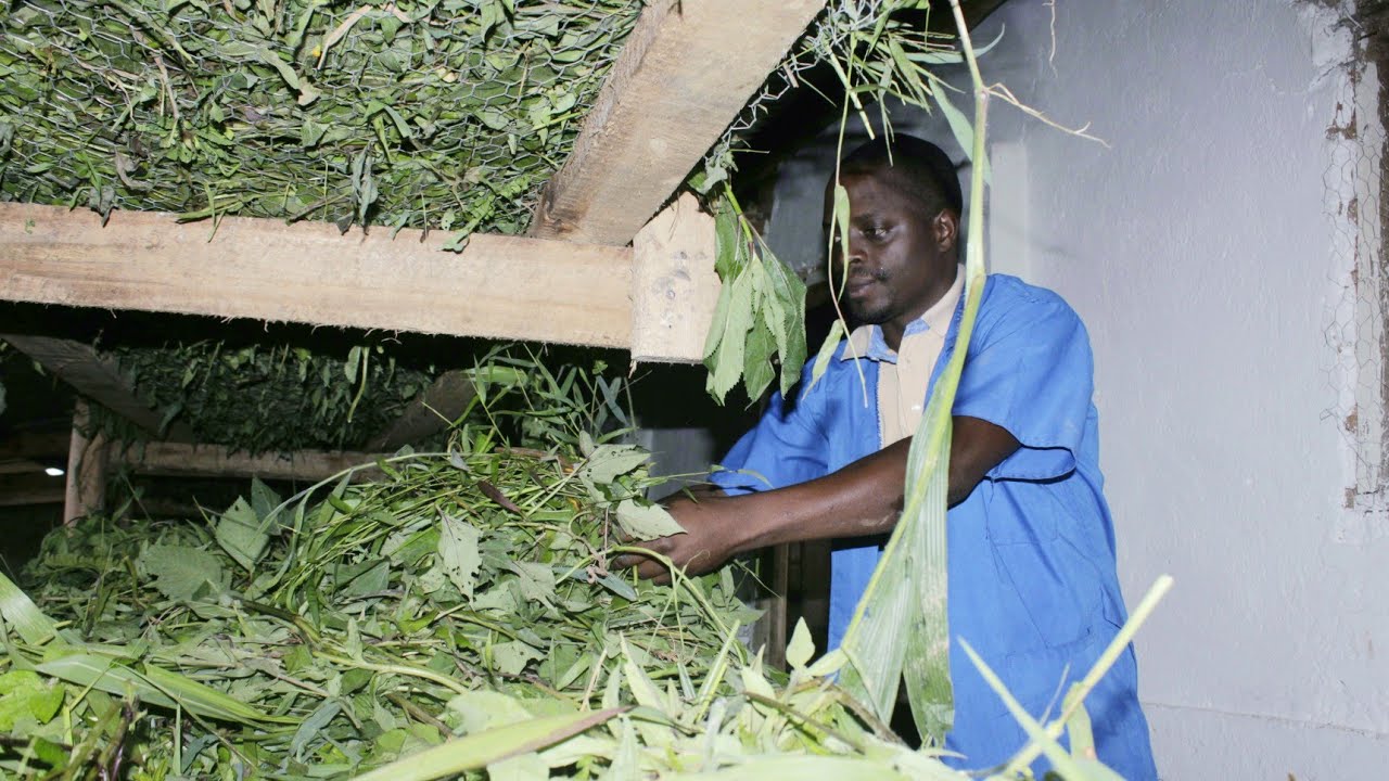 Umu #Diaspora yororeye mu mahanga/5.000.000fbi ku musi/Mfise ihinguriro ry'amaganga y'inkwavu mu Bdi