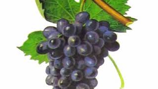 Cinsaut | Wikipedia audio article