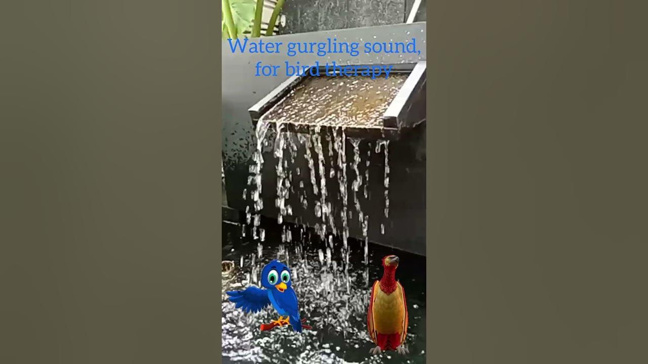 What Bird Sounds Like A Cat