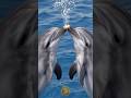 Fun Dolphin Fact #shorts #dolphin