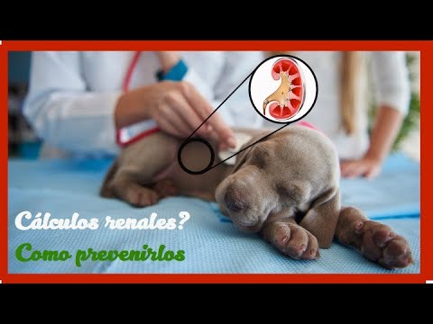 eficaz para evitar problemas renales (Cálculos) en perros y gatos - YouTube