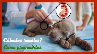 Tratamiento eficaz para evitar problemas renales (Cálculos) en perros y gatos