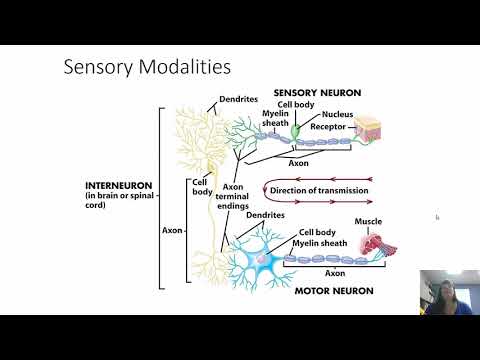 Sensory, Motor, and Integrative Functions