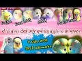 Budgie's ke master bane is video se// एक वीडियो से बने बर्ड्स के मास्टर #bhopalibirdslovers