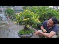 HOA MẪU ĐƠN