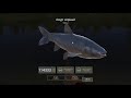 Русская Рыбалка 4 Russian Fishing 4 - I7cix