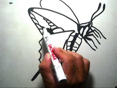  Cara Menggambar Kupu kupu How to Draw a Butterfly YouTube