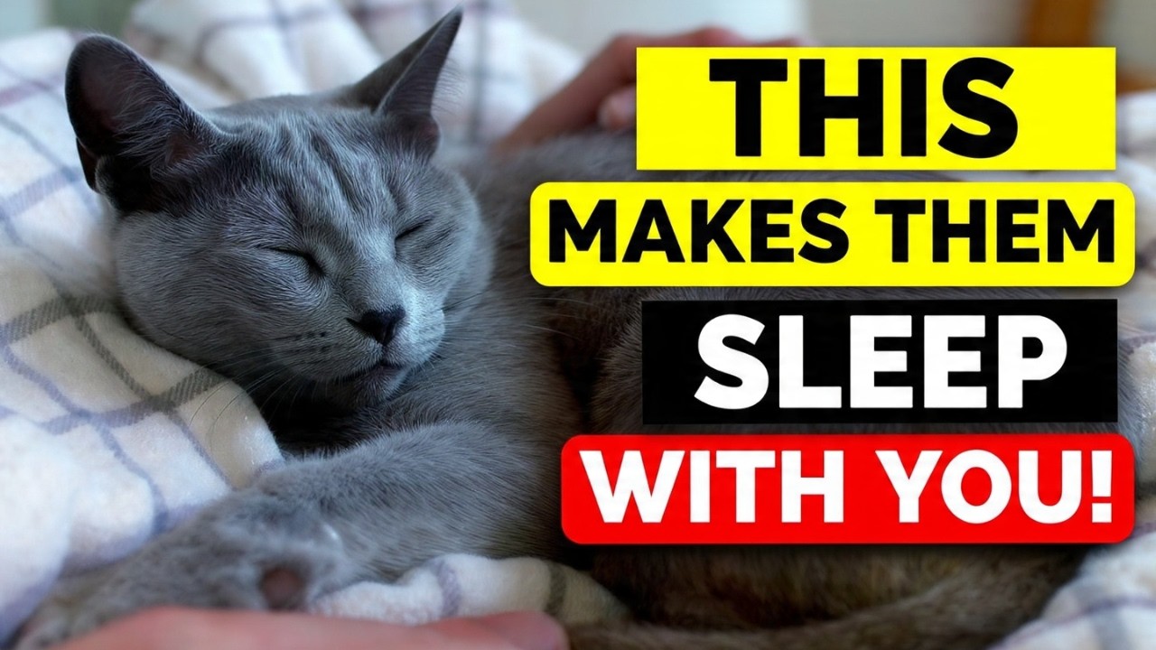 Why Does My Cat Sleep With Me? 7 Surprising Scientific Reasons! - YouTube