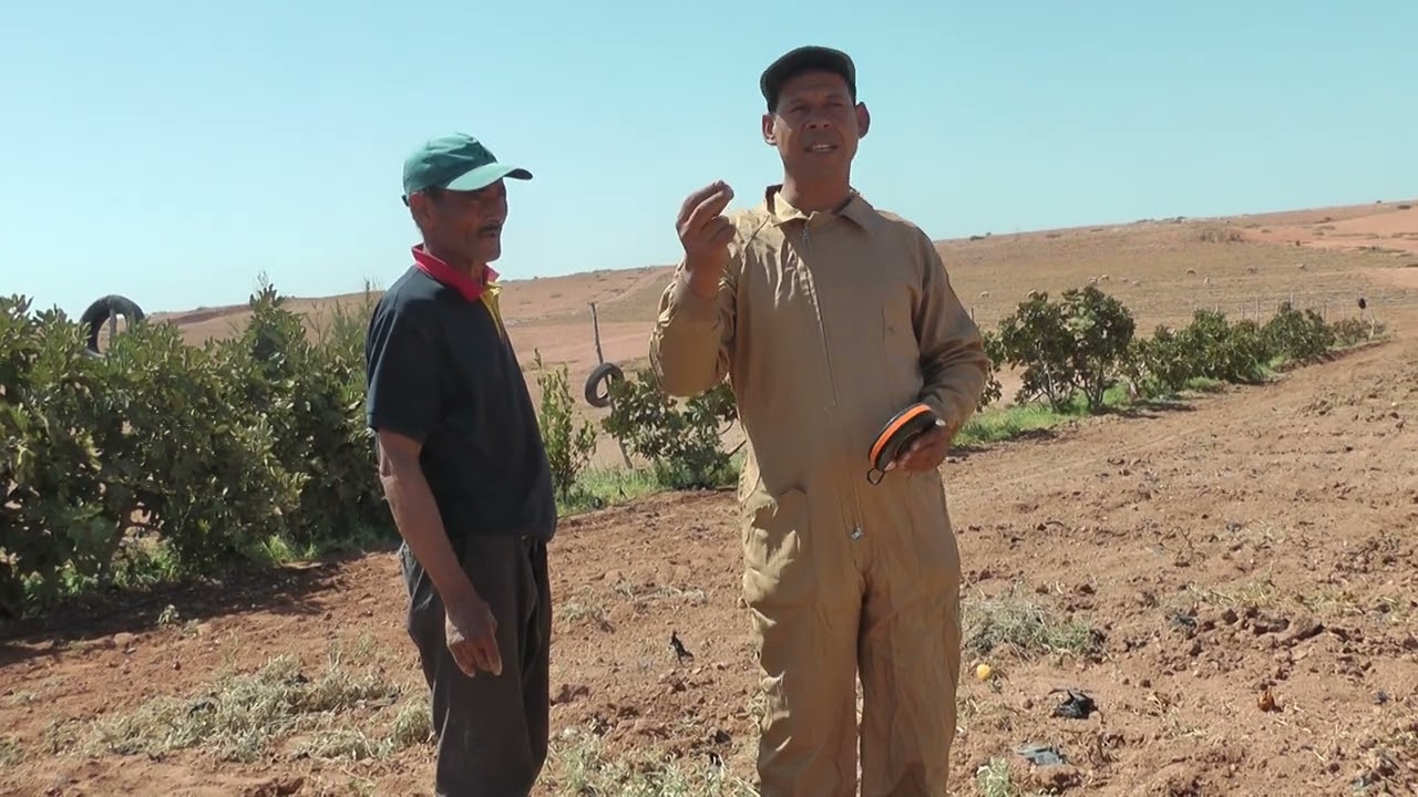 من قلعة السراغنة تسطير traçage و توتيد piquetage لغرس أشجار اللنكدوك مع  ذكر خصوصية قواعدها