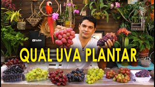 Parreira Em Casa Qual Uva Escolher  Vamos Plantar Em Casa 03