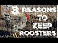 Why I will ALWAYS Have Roosters in My Flock