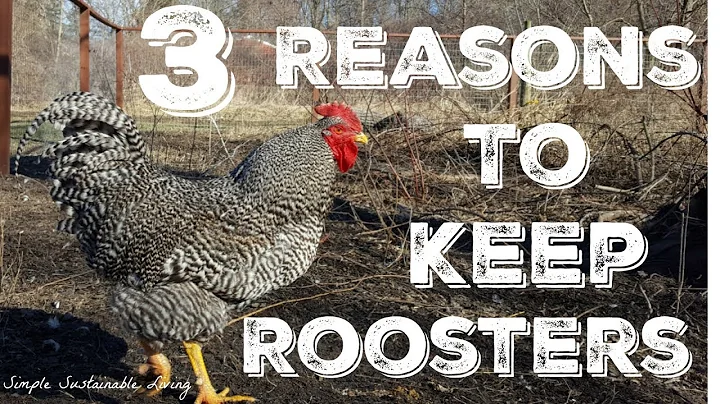 Why I will ALWAYS Have Roosters in My Flock - DayDayNews