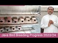Java Birds Breeding Season Growth 2025/26 l Gray Java l Silver Java l Fawn Java l Java Soft Food