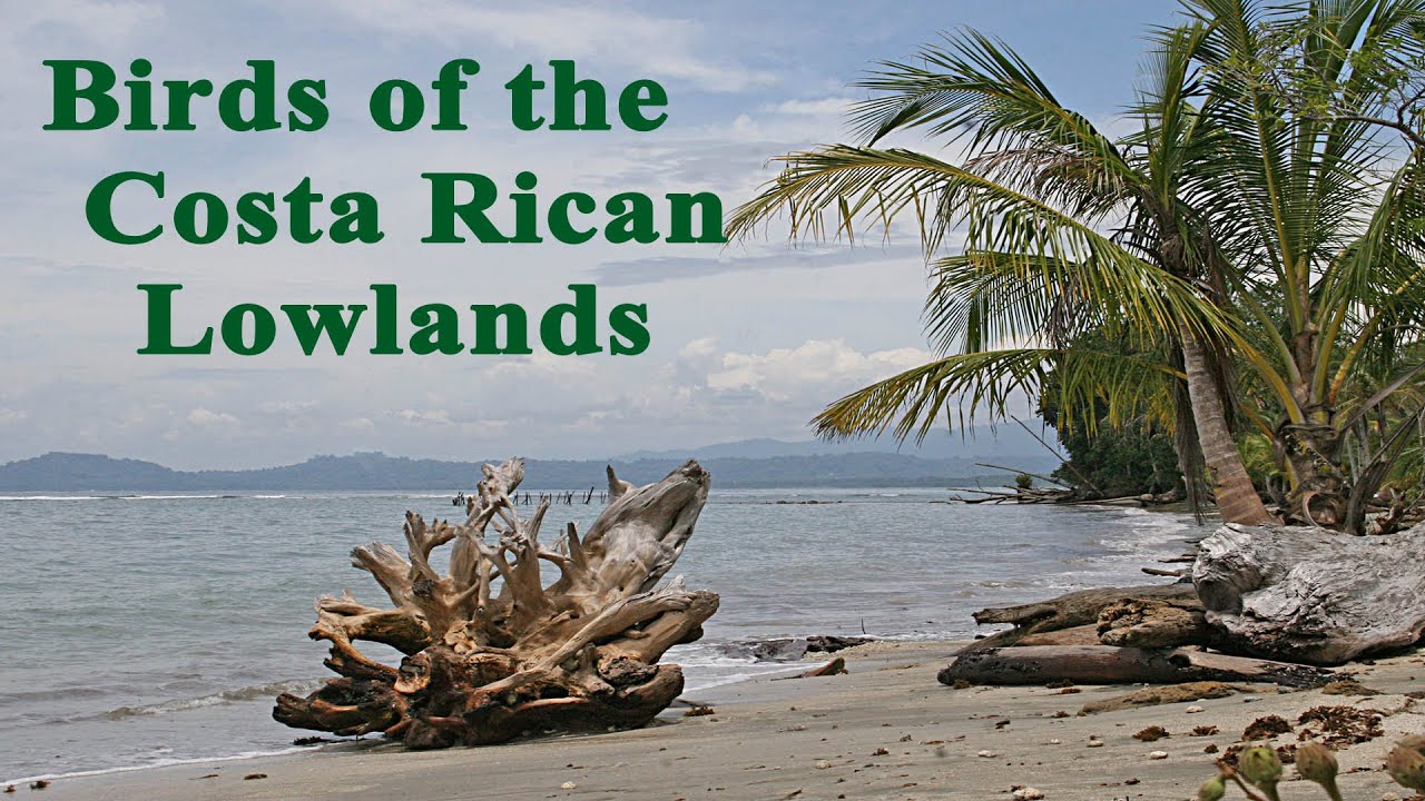 Birds of the Costa Rican Lowlands: A photographic guide.