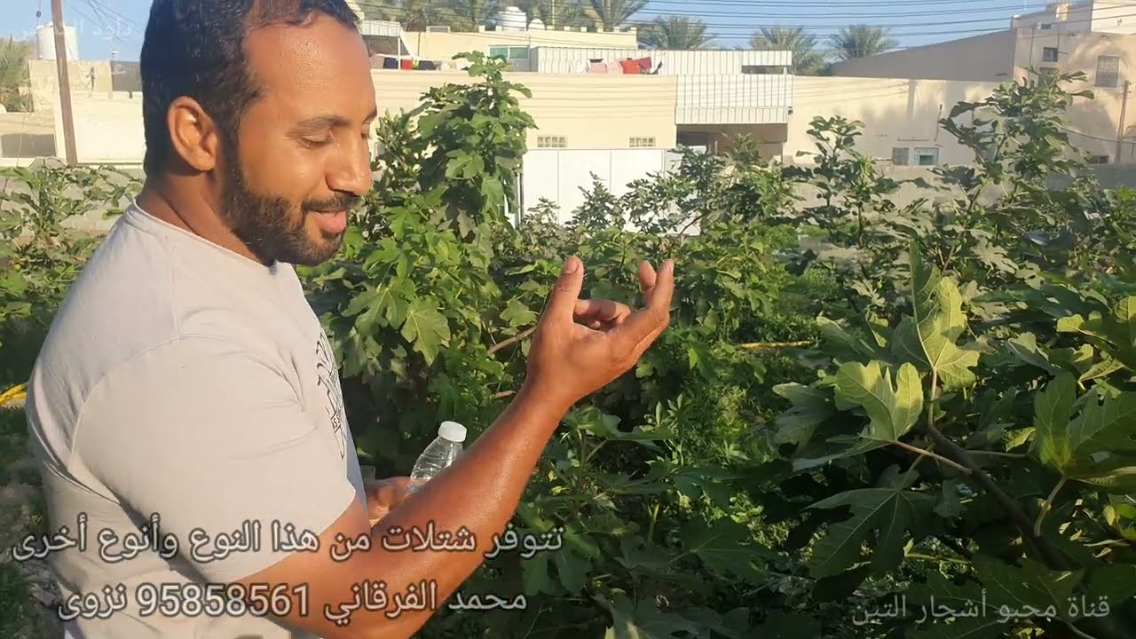 تين الغدان المغربي بسلطنة عمان